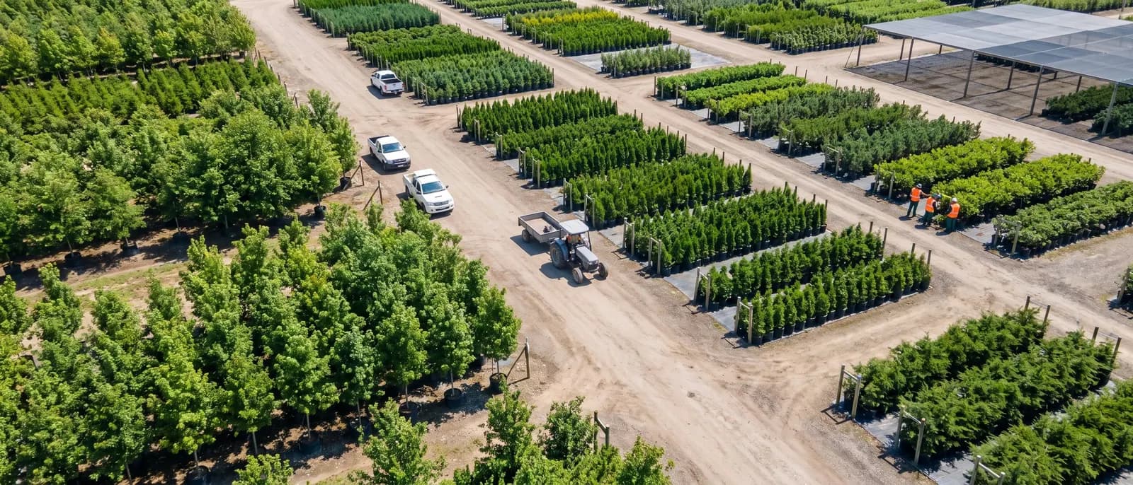 Aerial view of a tree farm