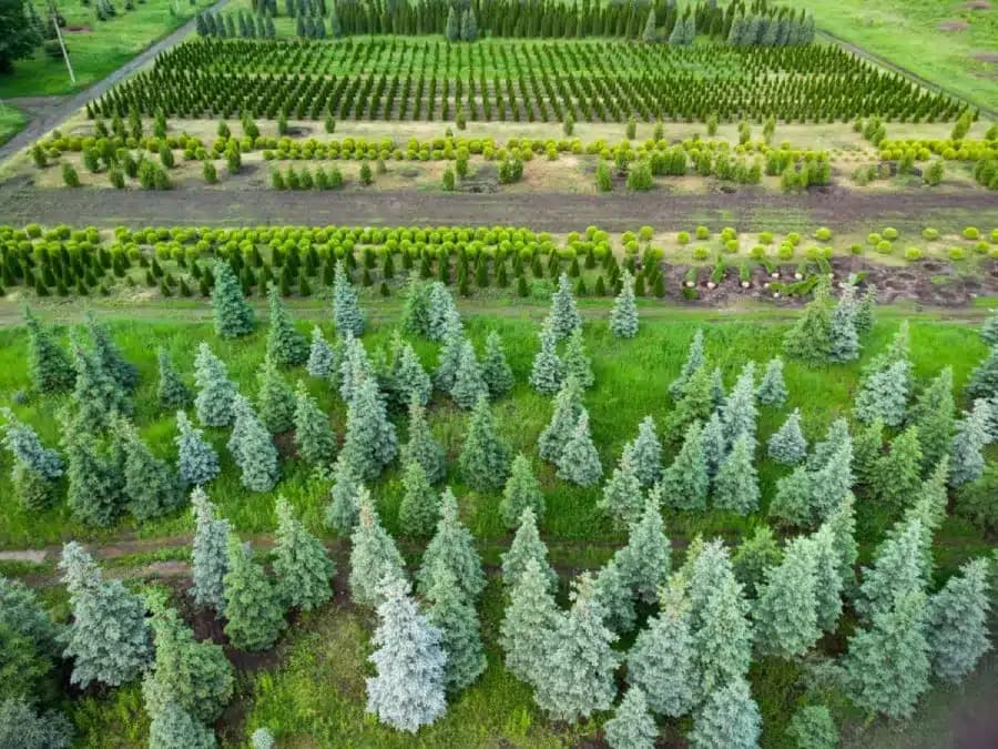 Aerial view of organized tree farm with rows of evergreen and deciduous trees for landscaping