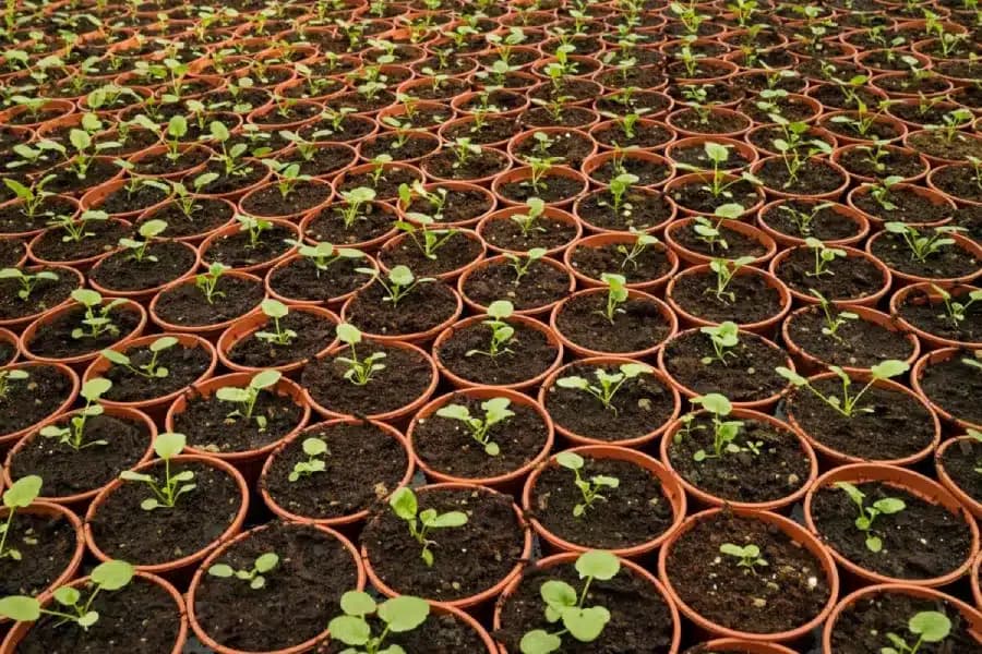Rows of small green seedlings growing in terracotta pots at plant nursery
