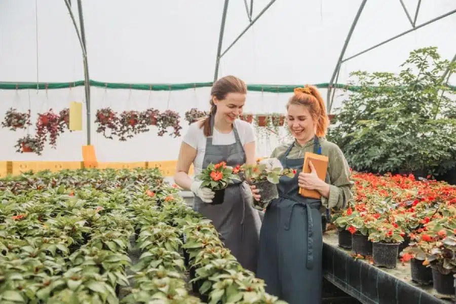 Two female plant nursery workers examining flowering plants in greenhouse setting