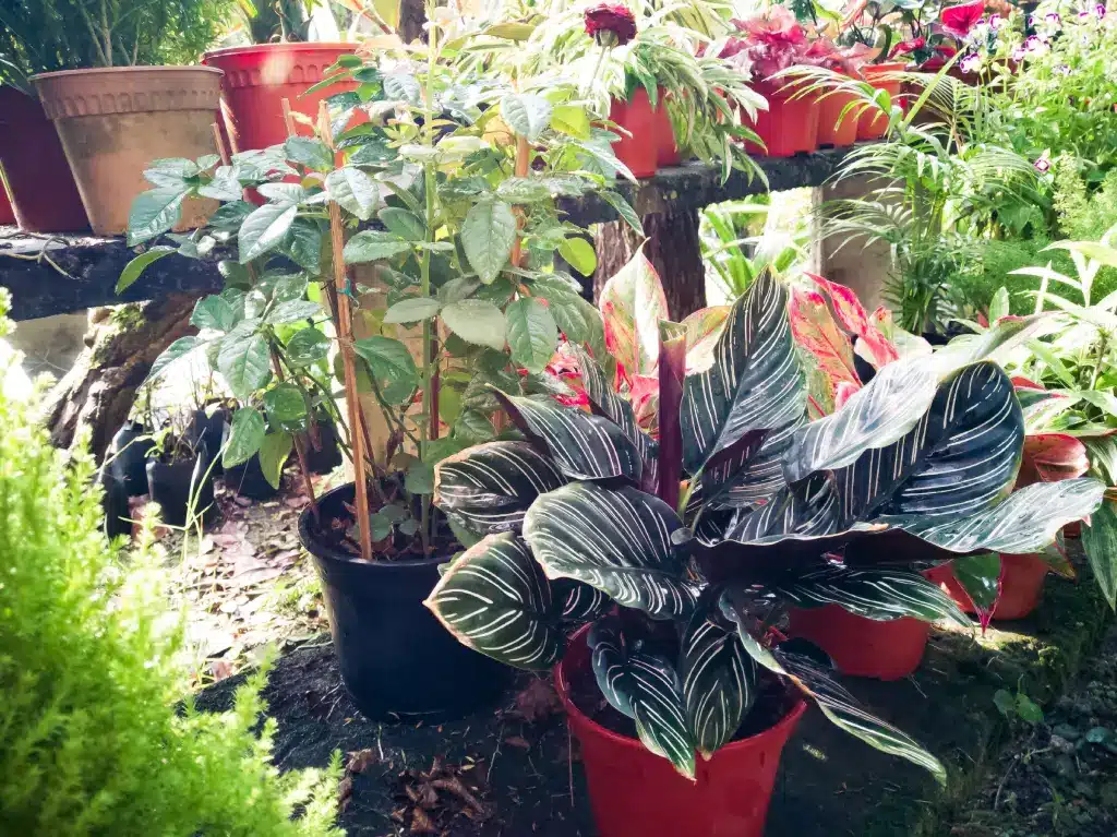 Rows of flowering plants at a nursery garden