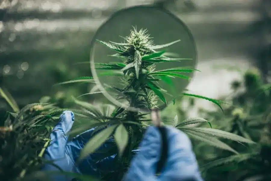 Hand holding magnifying glass examining CBD hemp plant with flowering buds