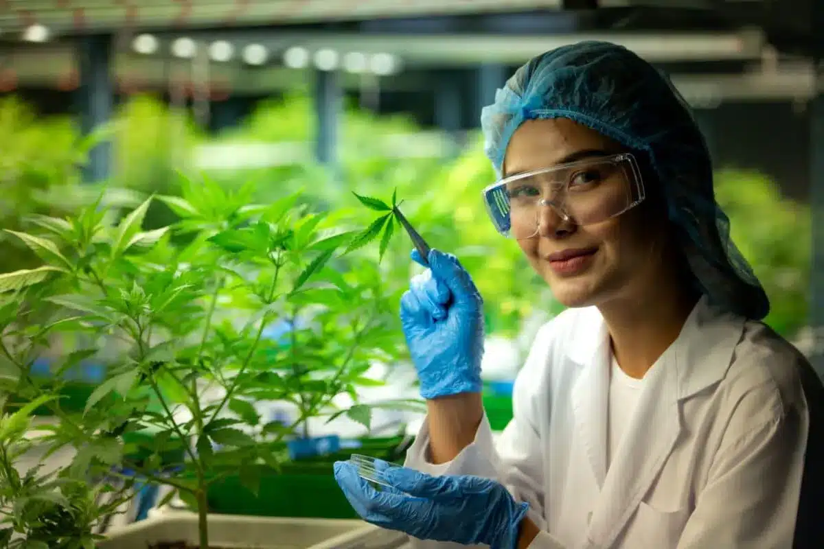 Female scientist examining cannabis leaf in modern cultivation facility wearing protective gear
