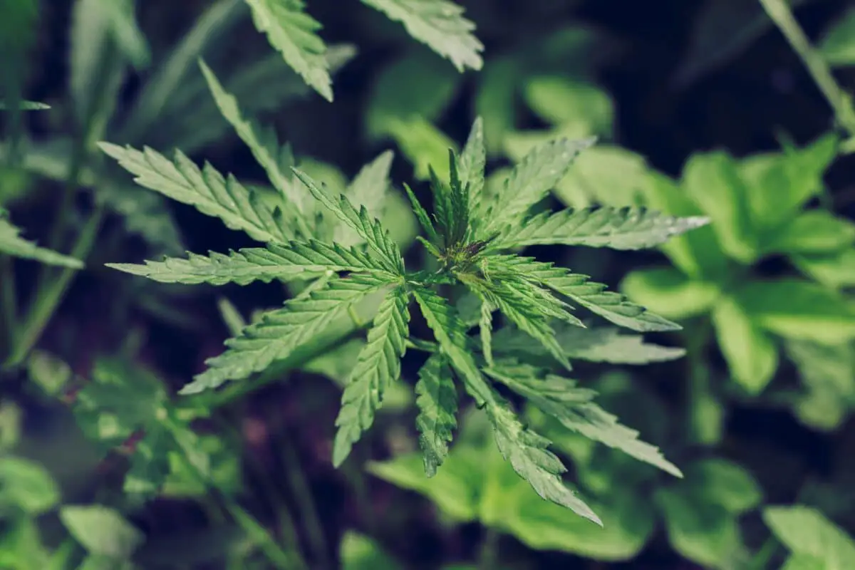Fresh cannabis sativa leaves growing outdoors with serrated edges and palmate structure