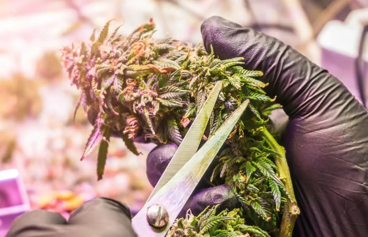 Person in purple gloves trimming fresh cannabis buds with scissors during harvest