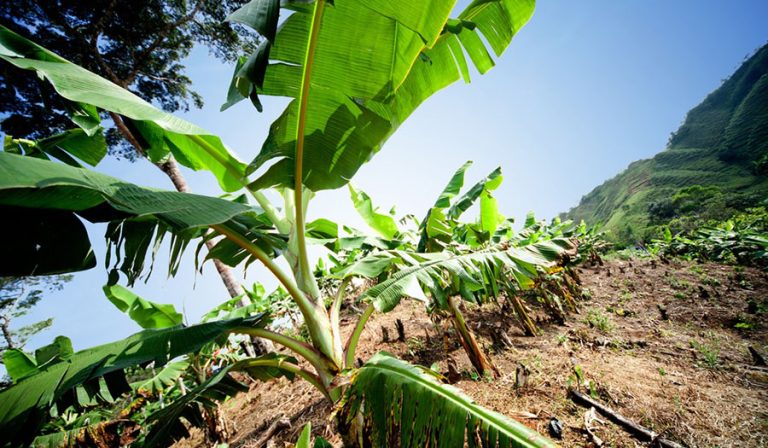 banana plants