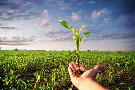 growing plant from Argos software