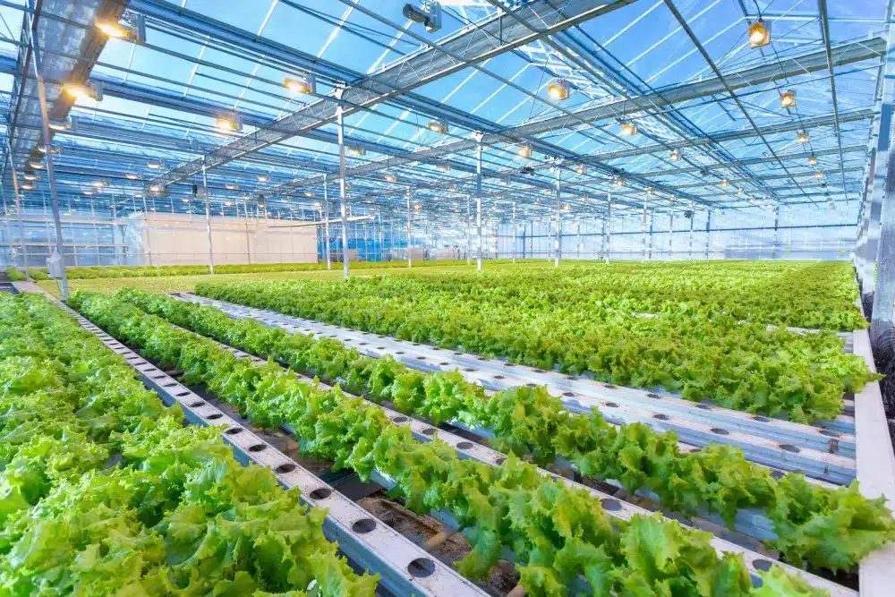 lettuce plants being grown in a large greenhouse