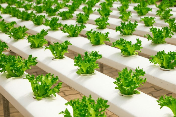 lettuce growing in indoor watering system