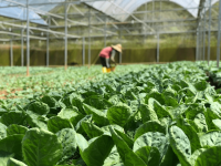 person tending to produce being grown in a large greenhouse