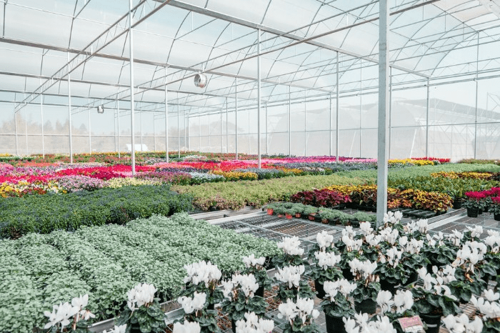 plant nursery with different types of flowers and plants