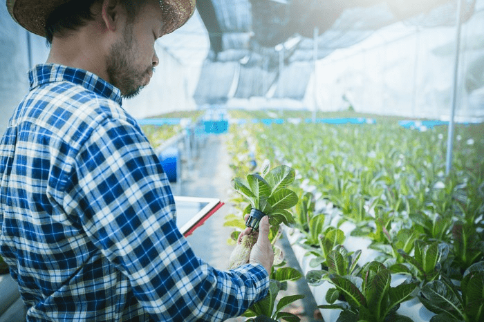 grower inspecting plants inside a greenhouse