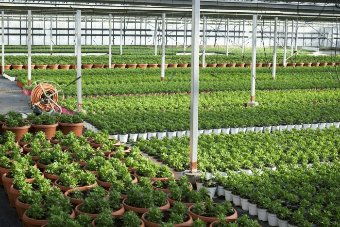 Inventory Management Guide for Commercial Plant Growers: Maximizing Profits and Efficiency