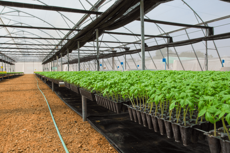 growers solutions greenhouses nursery interior