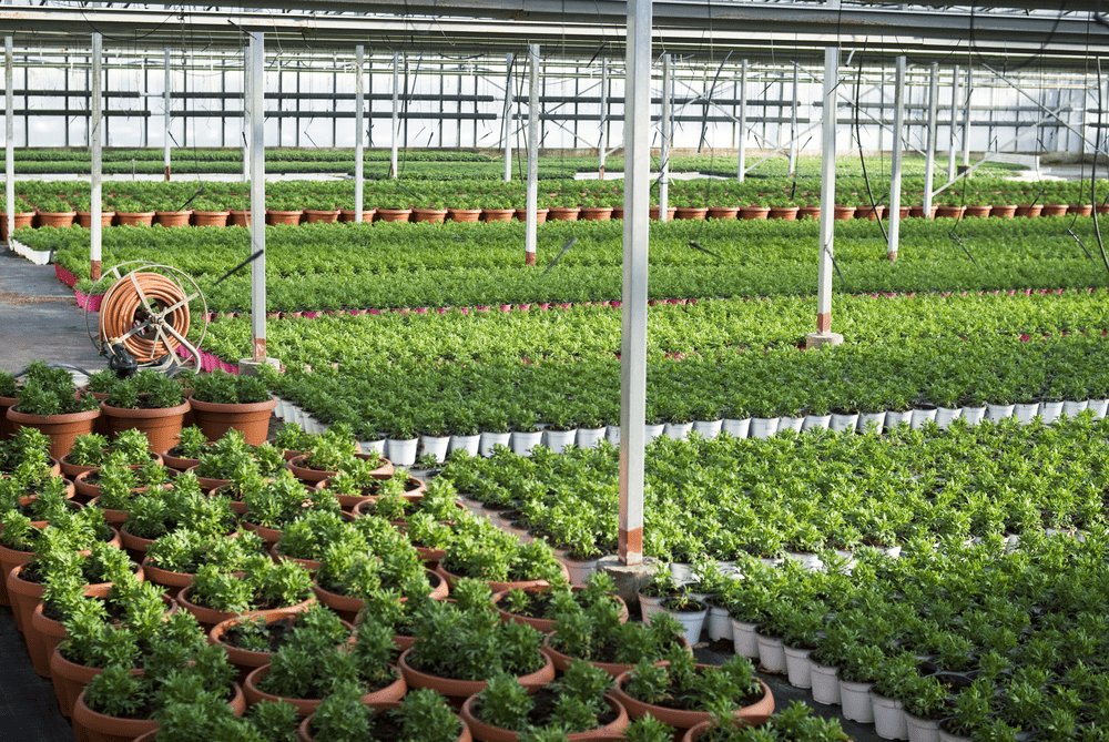 large growers plant nursery interior