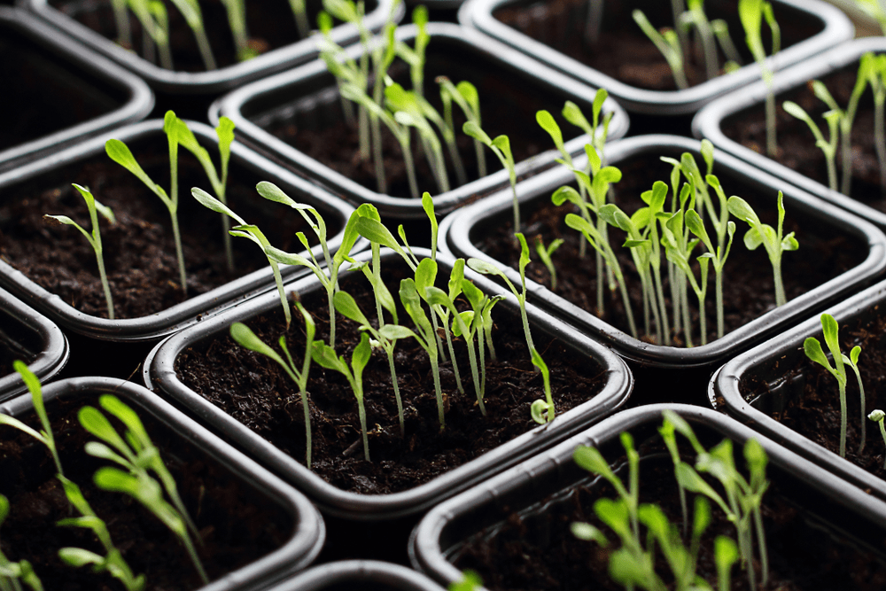 plant seedlings in containers