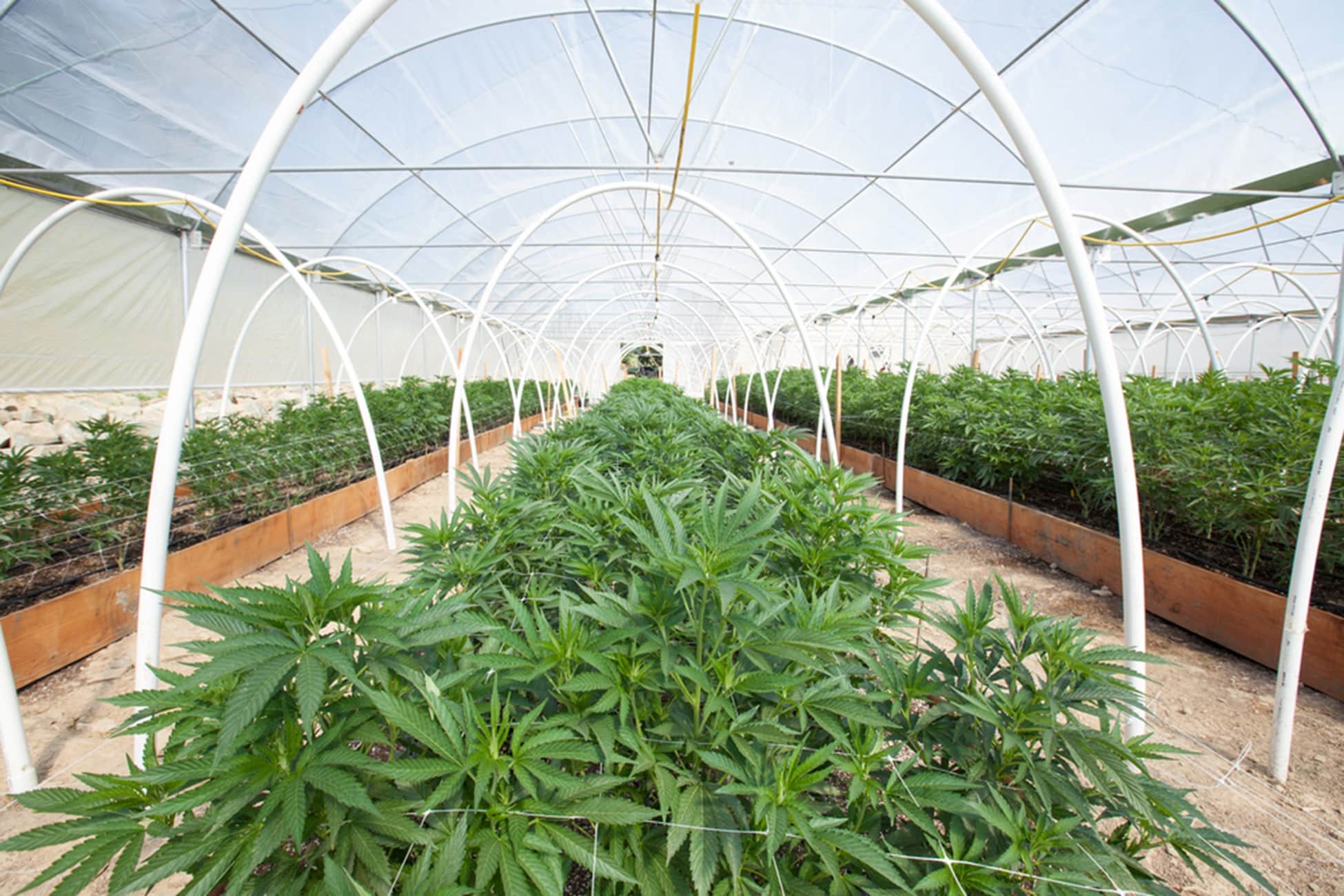 a greenhouse full of cannabis plants in rows with hoop bars for plant stability