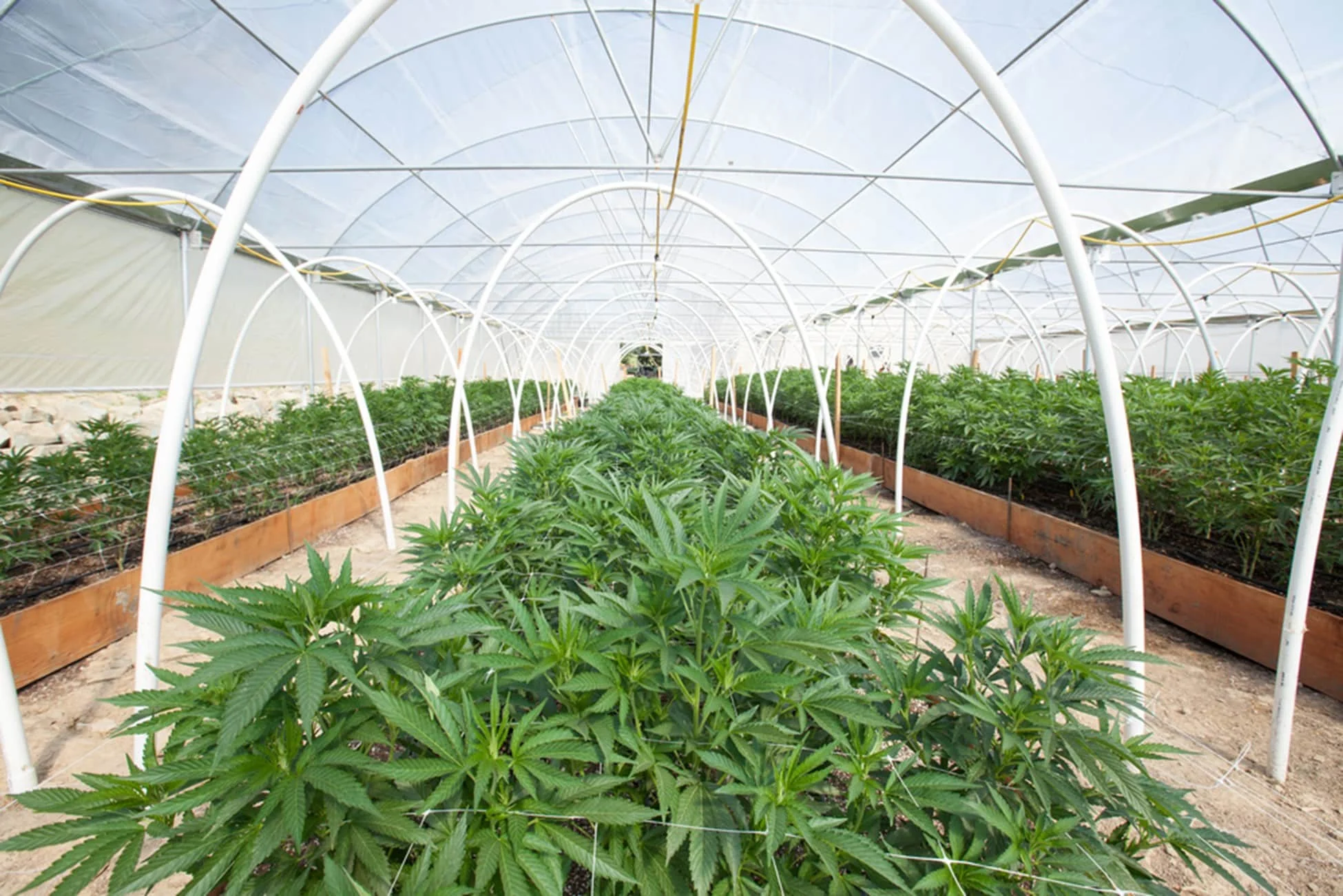 Commercial cannabis greenhouse with organized growing beds and support structures