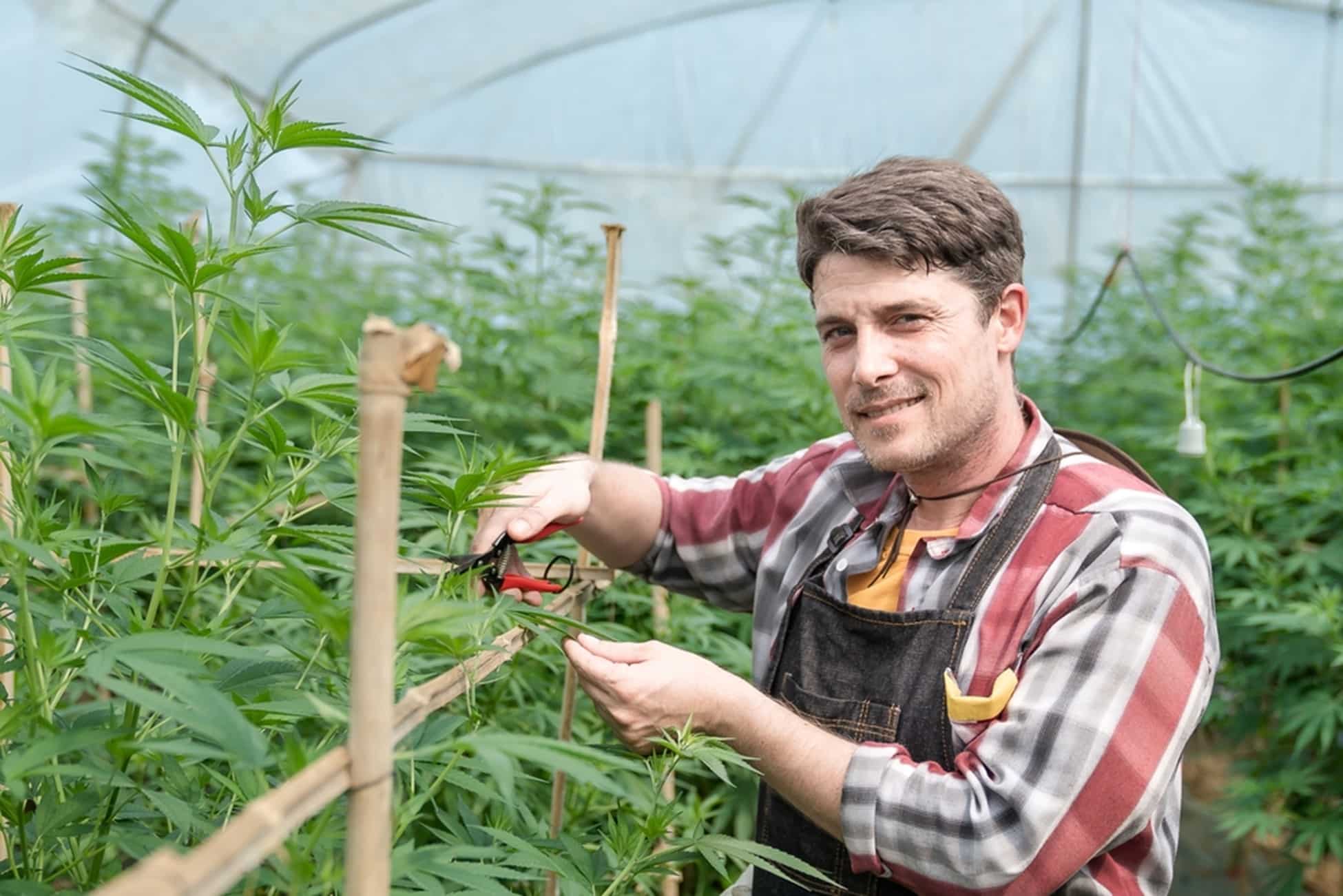 a man trimming a cannabis plant in a greenhouse