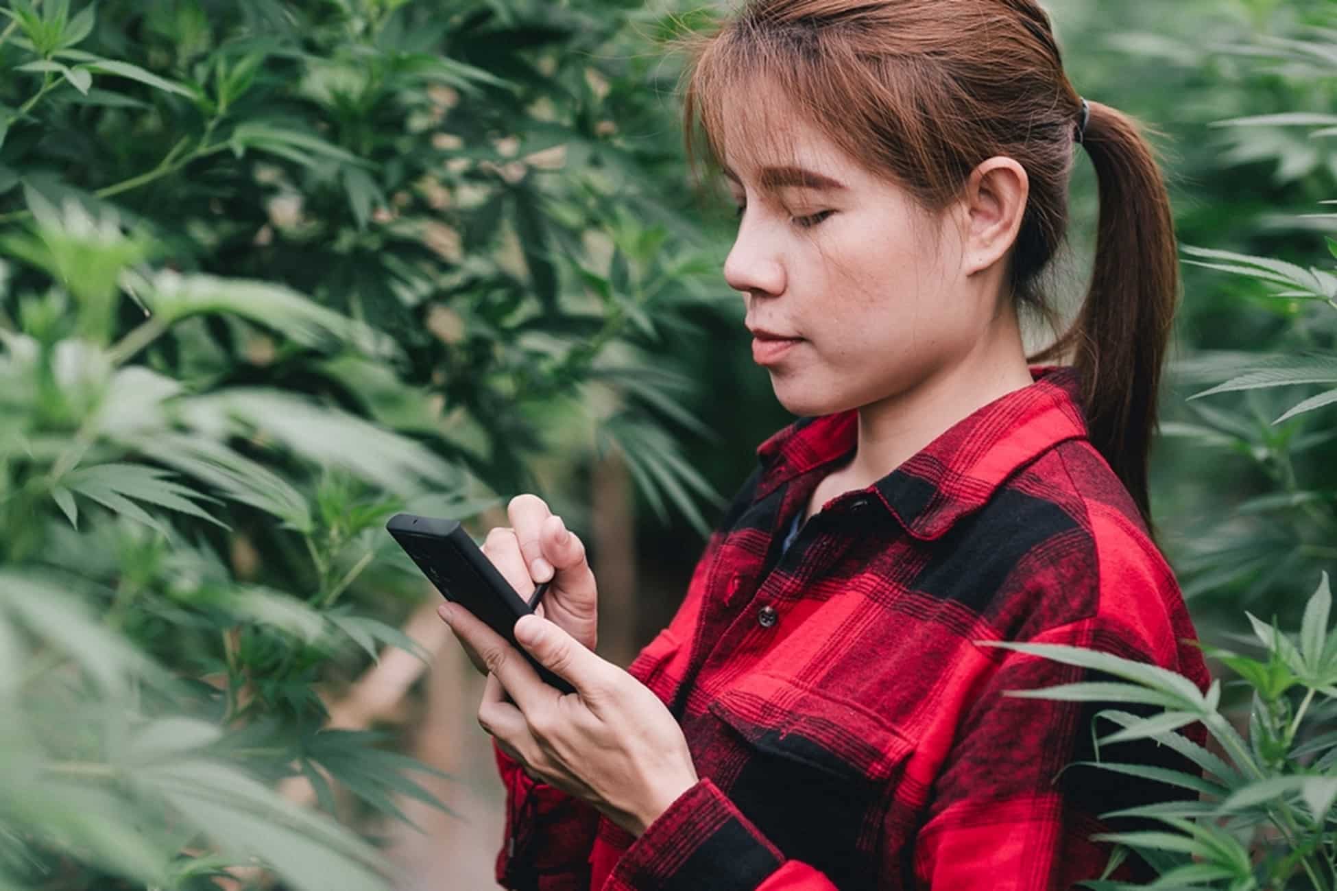 a woman typing on her phone in a greenhouse full of cannabis plants