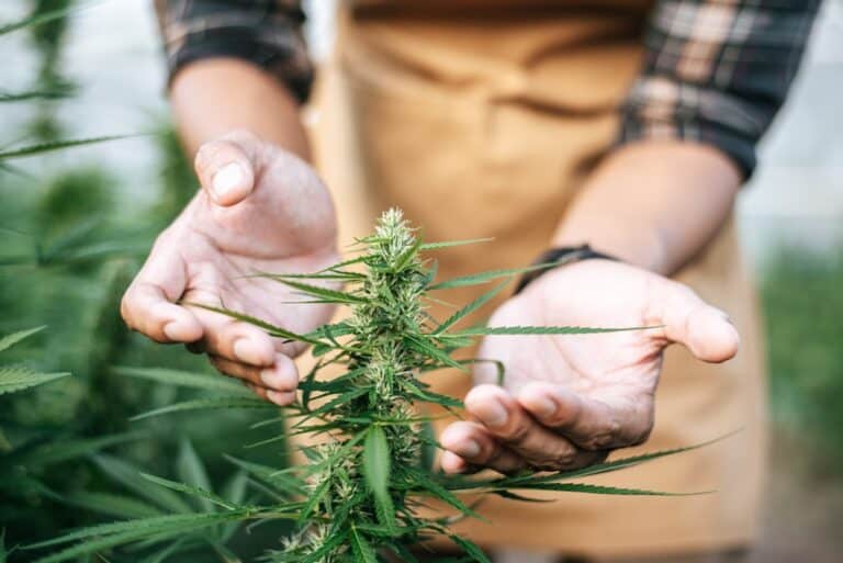 gardener hands around a cannabis plant