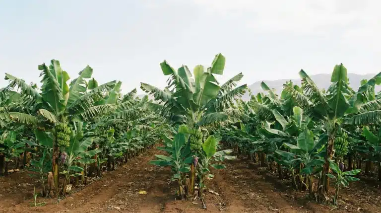 Commercial banana plantation with rows of healthy banana trees in agricultural field