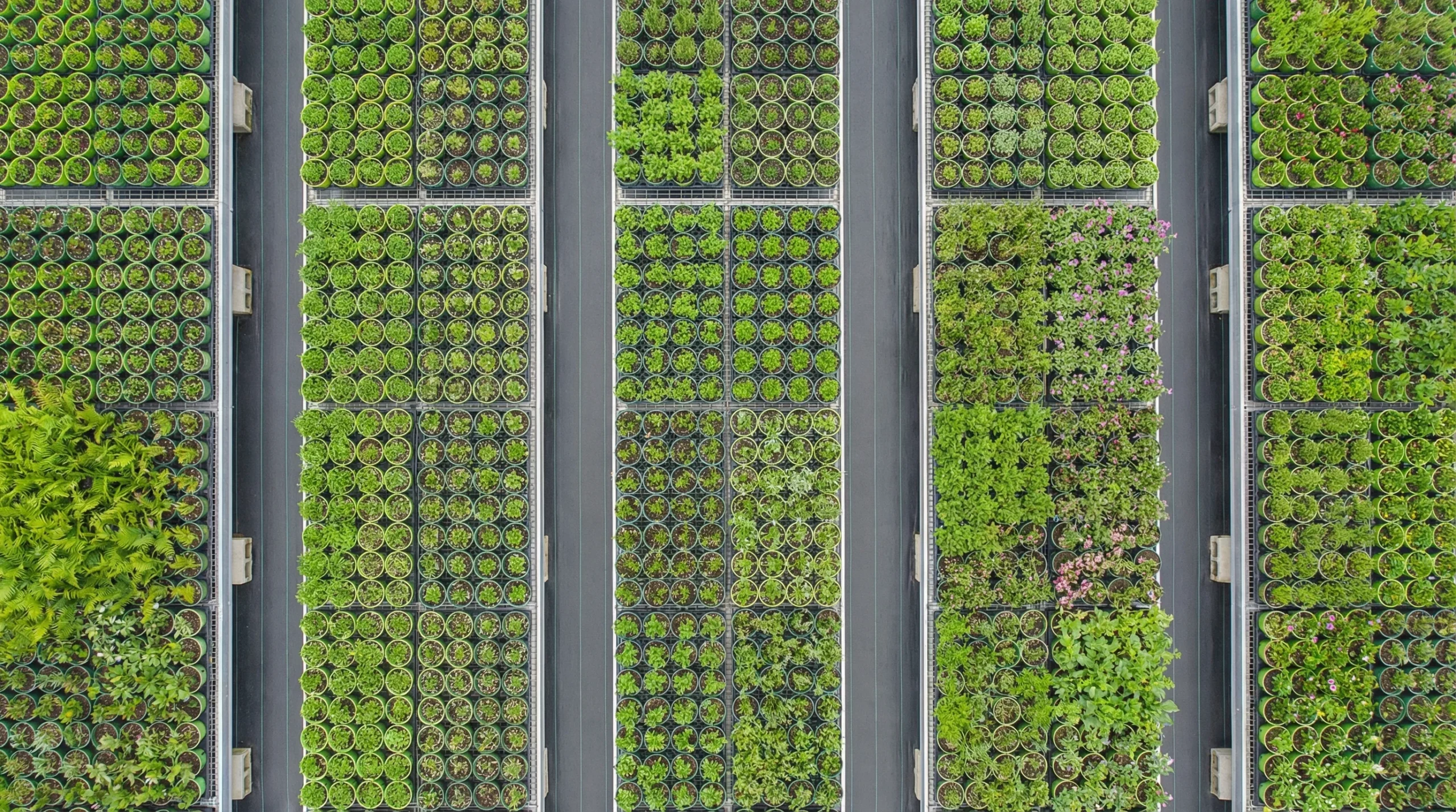 Overhead view of organized plant inventory